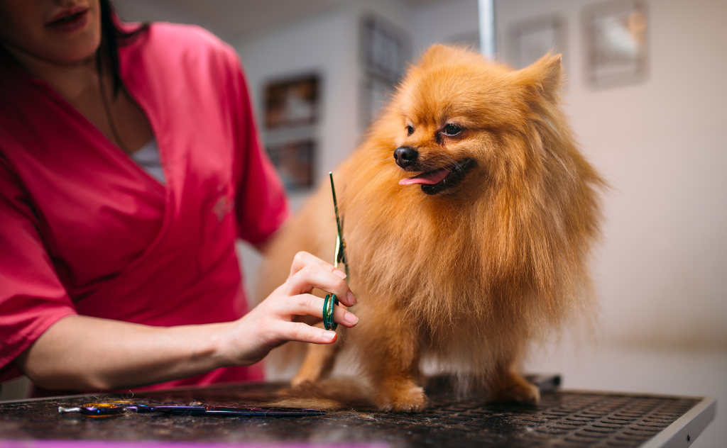 dich vụ cắt tỉa lông thú cưng